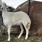 رخل صنف كفو