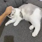 اوتيل قطط زواج. عناية.