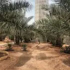 الخرج الرحمانيه العفجه الضبيعه الشديده الهياثم الريحان