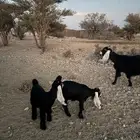 عنز عارضيه خلفه معها 2