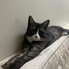 قط ذكر عمره 10 شهور