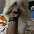 للبيع كلبة مالتيز بيور