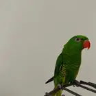 لوري سكالي للبيع