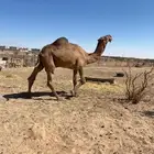 بعير باكستاني