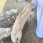 غنم رفيدي حبشي