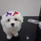 كلب شيتزو