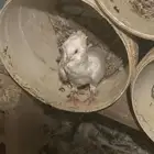حمام بلجيكي