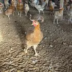 دجاج بلدي بياض