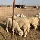 ذبايح حري للبيع
