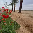 مزرعة في منطقة حائل محافظة الشملي للبيع