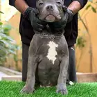 كلب أمريكان بولي -blue nose