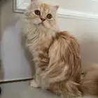 قطط لتبني