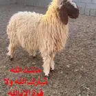 خروف فحل صنف فاخر طيب
