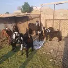 غنم