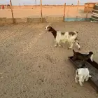 عنز تحتها ثنين