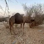 جمل احمر طيب مشروط هذي صوره إنتاجه الموقع المدينه العشيره