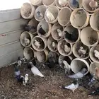 حمام ا