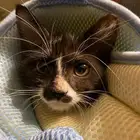 بلدي ذكر م نقذ للتبني العاجل  عمره أقل من 5 شهور وسليم تماما