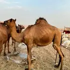قعدان