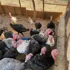رومي
