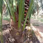توريد جميع أنواع انخيل