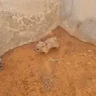 نجديه