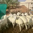 خرفان حري