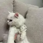 قطوه ذكر وانثى للبيع الاثنين