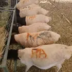 برابر وتيوس وسواكن وحاشي
