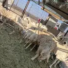 ضان حرش مراح واحد دفيع ومضاريع ضان حريه صنف