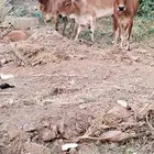 ثلاث خبيش قرايب