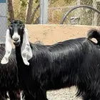 جفار عوارض ثنايا صنف الصنف مراح واحد