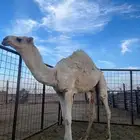 حاشي 10 شهور