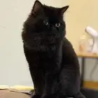 قط شيرازي