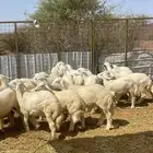 ذبايح حري جميع الأحجام