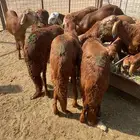 طليان سواكن