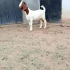 تيس بورقوت فاخر