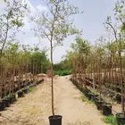ترمناليا بونسيانا اكاسيا طلح خبيز استركوليا خزامى