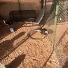 وز وبح