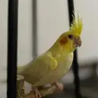 كروان لاتينو