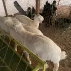 طليان الحريات