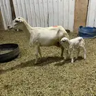 شاه تحتها رخل