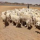 غنم مقيمه مراح واحد