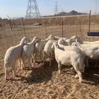 حري ذبايح زواج ذبائح مناسبات ثلاجه يوجد صلخ وتوصيل اقل سعر