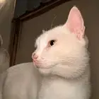 قط للتبني ذكر اليف