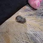 حيوانات أليفة هامستر