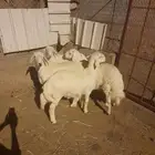 طليان للبيع العدد (اربعة)