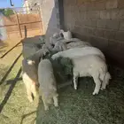 خرفان