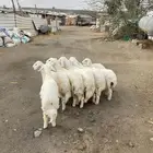8 رخال فل شحم تأسيس مراح