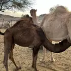 قعود عمره ثمانية شهور على الحليب